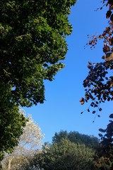 Park Tree Tops Variety