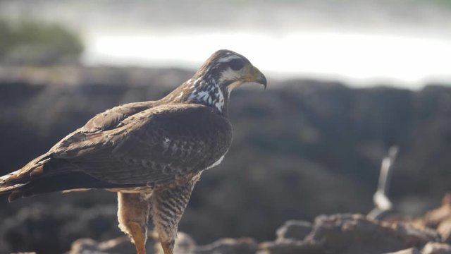 Beautiful eagle on Cuba, close up view. Cuba wildlife: birds. 
