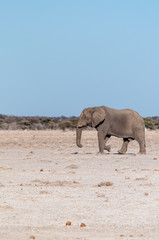 Fototapeta premium One big male African Elephant -Loxodonta Africana- walking down the plains of Etosha National Park.