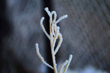 Branch covered in ice cold white frost in the winter. first frosts, cold weather, frozen water, frost