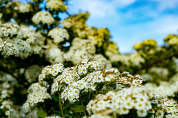 Blooming spirea or meadowsweet. Branches with white flowers