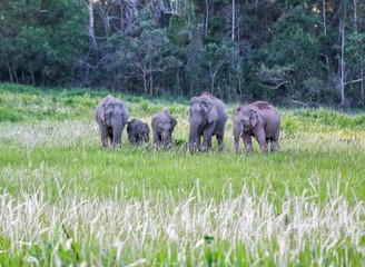 Wild Elephant on field in Khao Yai national Park, Thailand