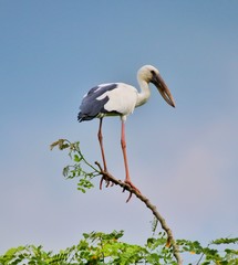 Asian Openbill (Anastomus oscitans), Thailand