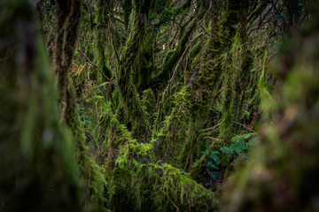 Trees in the Anaga Park, Tenerife Canary Islands Spain, covered of musk and plant formations. Wild nature in the forest undergrowth vegetation. Sun light in background. Unspoiled nature concept.