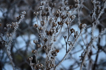 Branch covered in ice cold white frost in the winter. first frosts, cold weather, frozen water,...