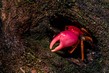 Pink forest crab