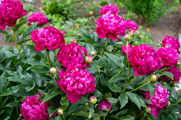 Red peony flower on a background of green leaves in the garden © woff