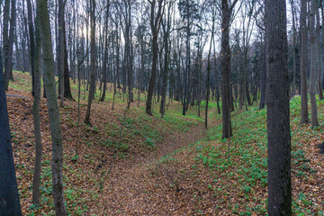 forest in autumn