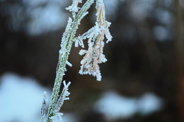 Branch covered in ice cold white frost in the winter. first frosts, cold weather, frozen water, frost