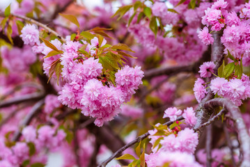 Cherry blossoms. Pink flowers. Sakura
