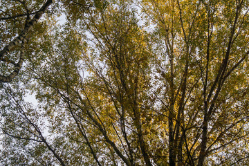 tree in autumn