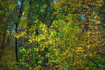 leaves in the forest