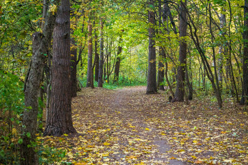 autumn in the forest