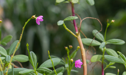 Obraz premium Minúscula flor da Língua de Vaca