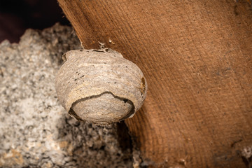 Round abandoned gray wasp nest hangs on a wooden beam
