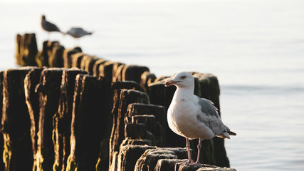 Seagulls on breakwater in Ustronie Morskie © RegnumInvictum
