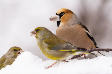 Hawfinch (Coccothraustes coccothraustes) passerine bird in finch family, close up photo