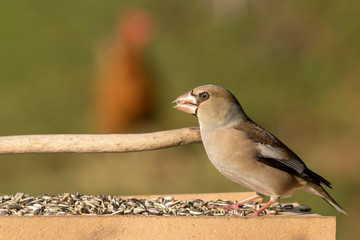Hawfinch (Coccothraustes coccothraustes) passerine bird in finch family, close up photo