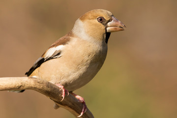 Hawfinch (Coccothraustes coccothraustes) passerine bird in finch family, close up photo