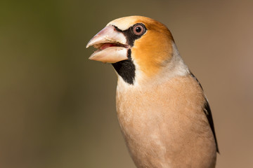 Hawfinch (Coccothraustes coccothraustes) passerine bird in finch family, close up photo