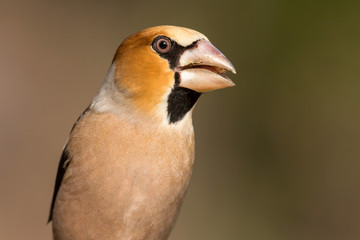Hawfinch (Coccothraustes coccothraustes) passerine bird in finch family, close up photo