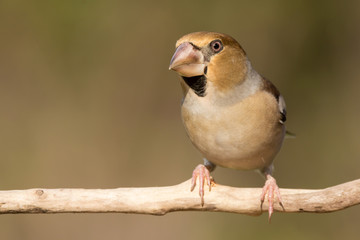 Hawfinch (Coccothraustes coccothraustes) passerine bird in finch family, close up photo