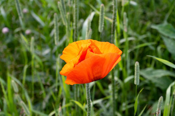 Red poppy flower in the garden