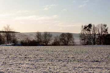 Winter landscape - fields with green shoots slightly covered with snow, and a strip of trees dividing the fields.