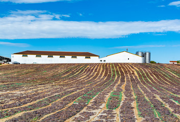 Drying of sweet wine pedro ximenez grapes under hot sun in Montilla-Moriles wine region, Andalusia,...