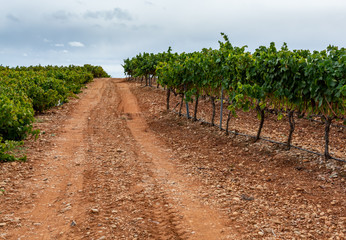 Landscape with famous sweet sherry wine pedro ximenez grape vineyards in Montilla-Moriles region,...