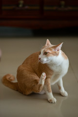 Orange Thai cat in the house