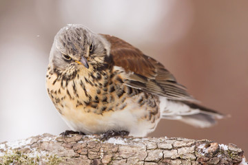 Fieldfare (Turdus pilaris) brown spotted thrush bird close up, turdidae family