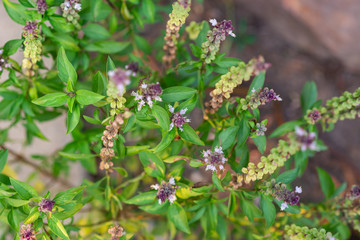 Forest flowers in the morning