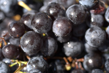 Close up shot of fresh red grapes