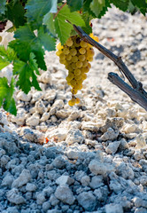 Ripe white grape growing on special soil in Andalusia, Spain, sweet pedro ximenez or muscat, or...