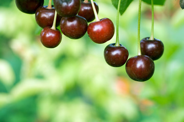 Ripe cherries hanging from a cherry tree branch
