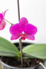 Orchideen pinke knabenkräuter