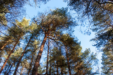 Natural background - green tops of pine trees lit by the sun against a blue sky.