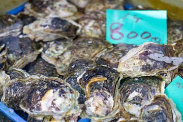 新鮮な日本海の天然岩牡蠣（夏牡蠣）