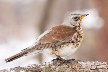Fieldfare (Turdus pilaris) brown spotted thrush bird close up, turdidae family