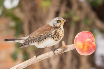 Fieldfare (Turdus pilaris) brown spotted thrush bird close up, turdidae family