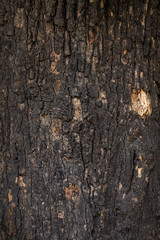 Forest flowers in the morning