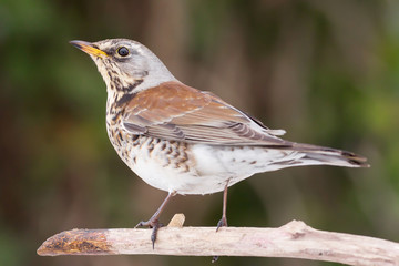 Fieldfare (Turdus pilaris) brown spotted thrush bird close up, turdidae family