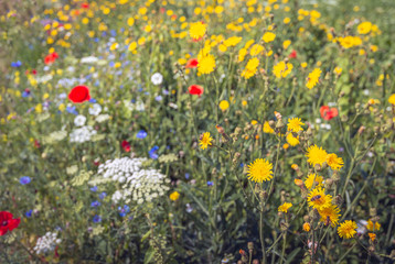 Field milk thistle and other wildflowers together