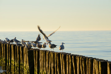 Seagulls on breakwater in Ustronie Morskie © RegnumInvictum