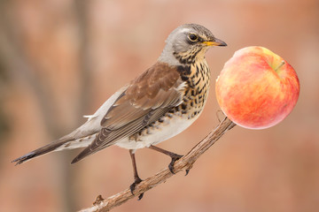 Fieldfare (Turdus pilaris) brown spotted thrush bird close up, turdidae family