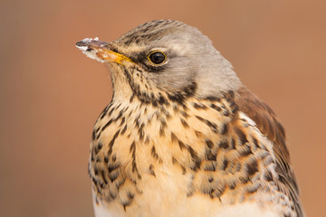 Fieldfare (Turdus pilaris) brown spotted thrush bird close up, turdidae family