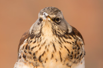 Fieldfare (Turdus pilaris) brown spotted thrush bird close up, turdidae family