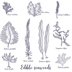 vector drawing edible seaweed © cat_arch_angel
