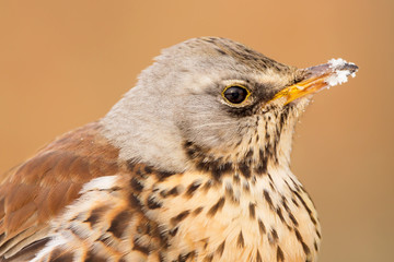 Fieldfare (Turdus pilaris) brown spotted thrush bird close up, turdidae family